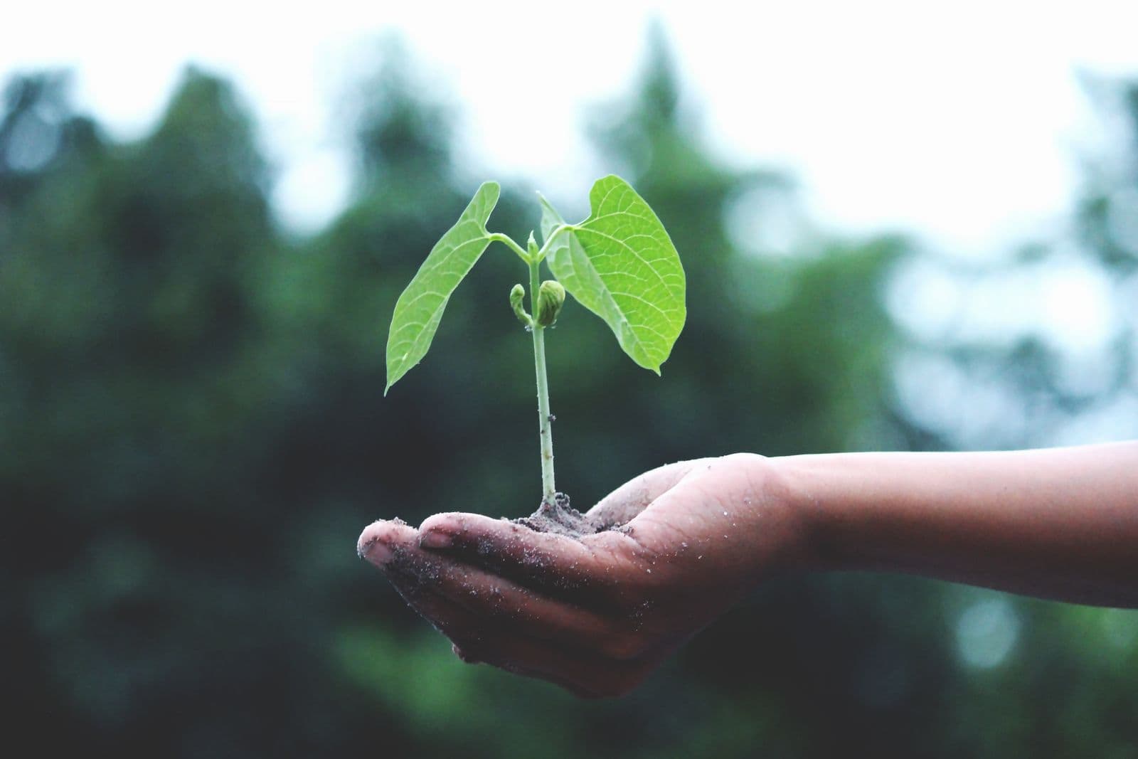 Greenroots - Réduire son bilan CO2 en plantant des arbres — visuel 1 sur 1